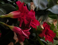 /album/fiori-estivi/dipladenia-giugno-jpg/